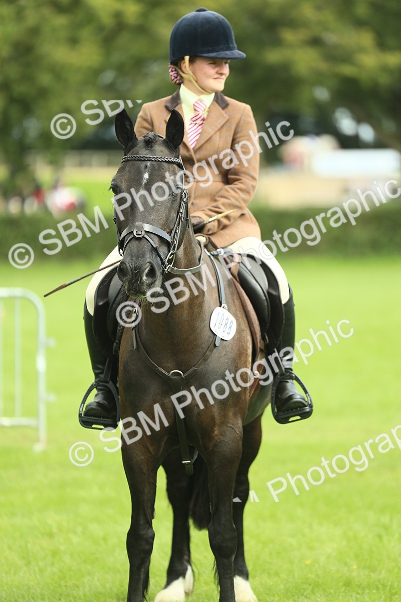 SBM_44797 - S31 - Working Hunter Pony
