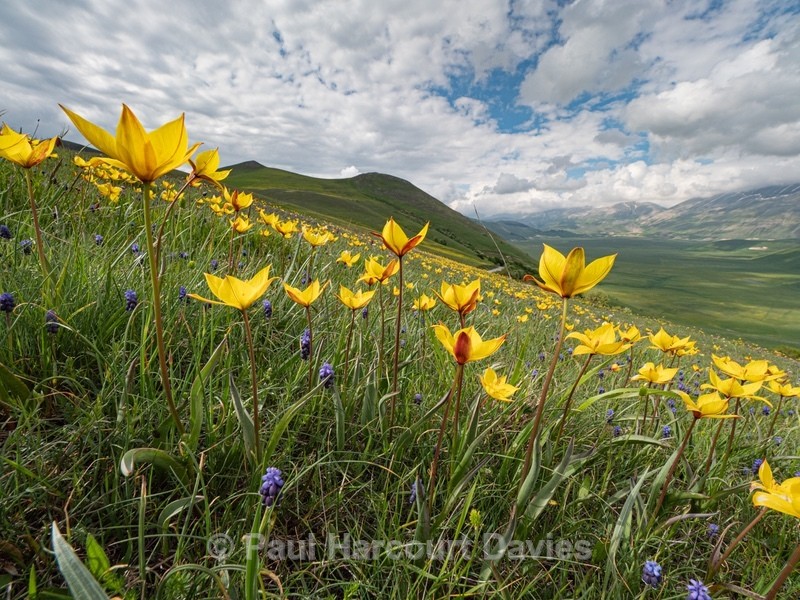 Wild Tulips (Tulipa sylvestris subsp autralis.  also T. australis)  - Flowers in the Landscape - 2