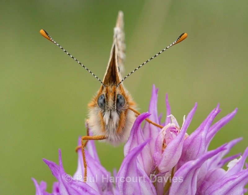 Spotted fritillary (Melitaea didyma) - Insects, Spiders and other Animals