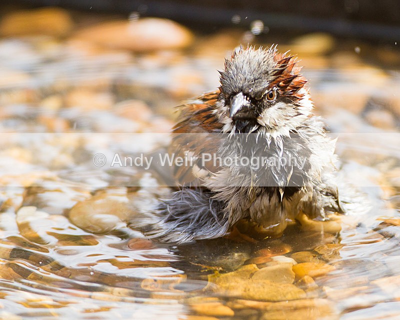 20130331-_MG_2546 - House Sparrow