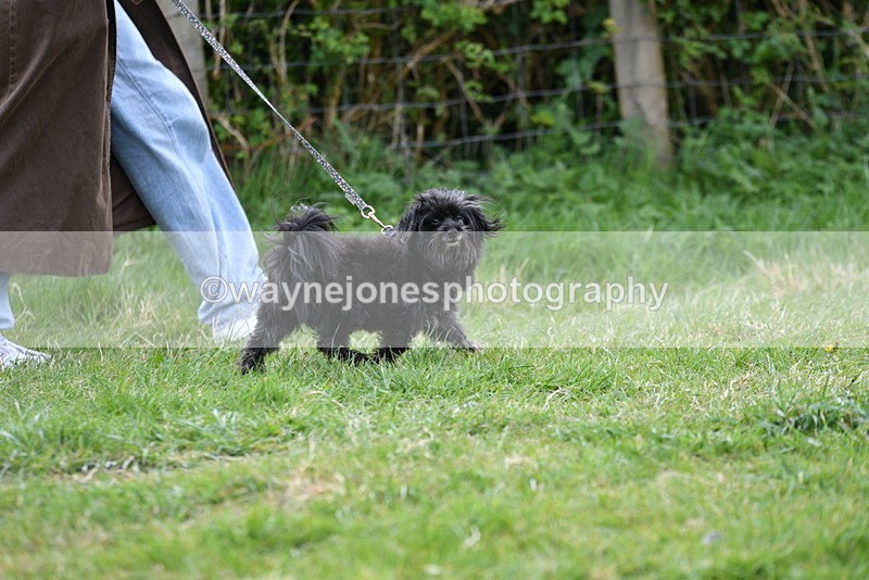 WJ5_9123 - Class 1 Best Cross Breed / Heniz 57