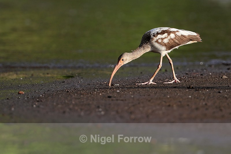 Juvenile White Ibis probing mud for food, Costa Rica - White Ibis