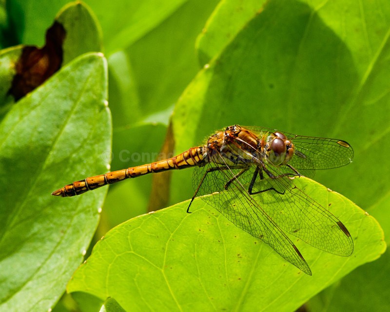 Darter - Dragons