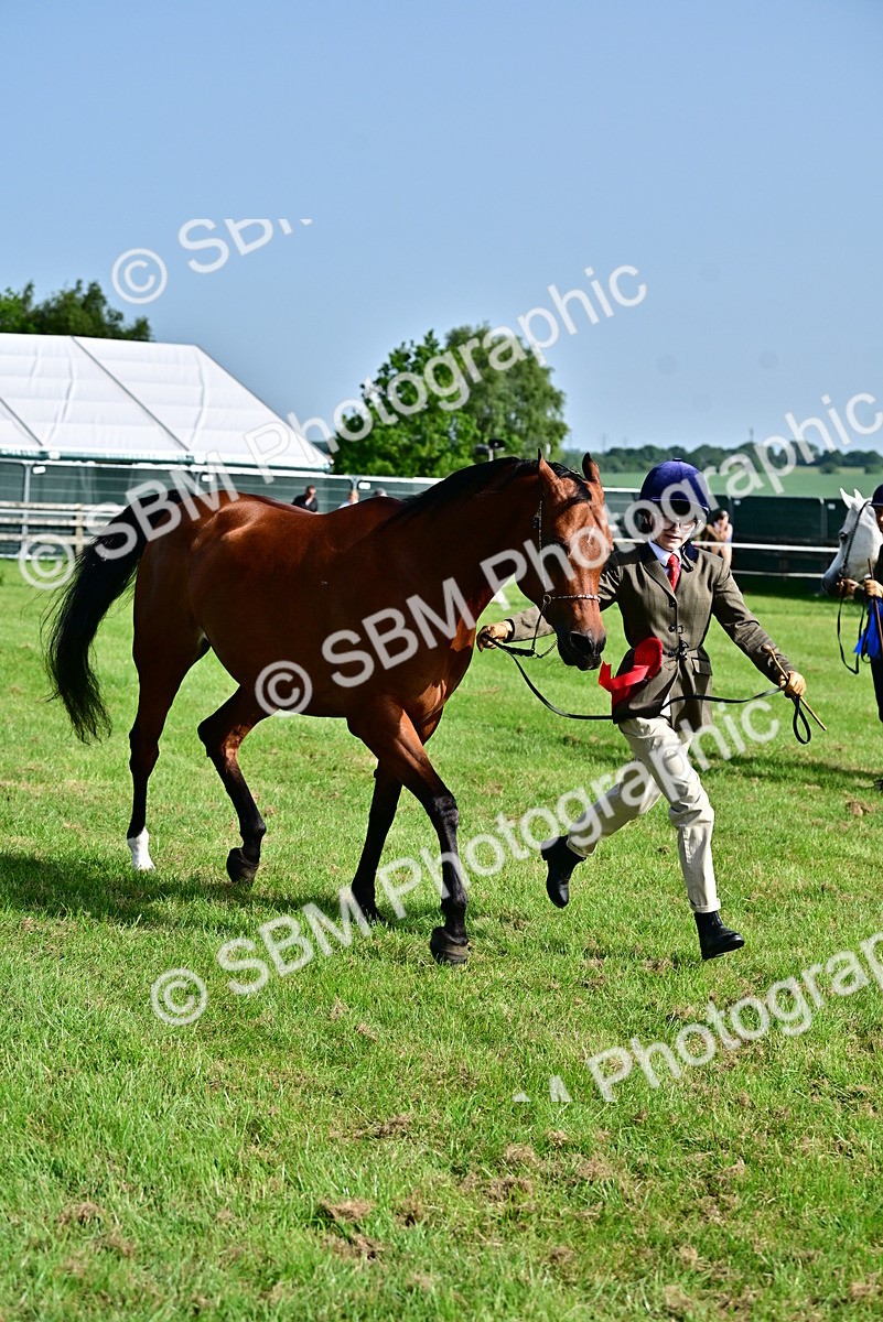 SBM_01039 - Class 46-49 - Arab and Part Bed-Anglo Arab In Hand