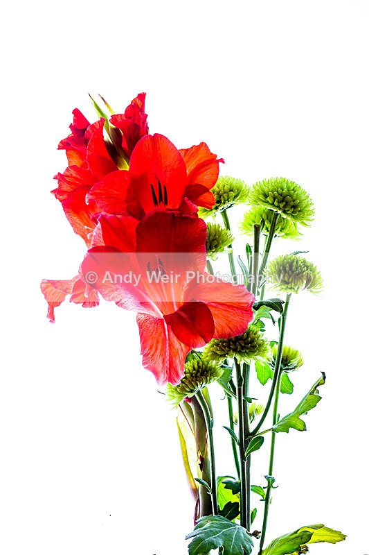 20131013-3K8A7228-2469 - Plants & Flowers