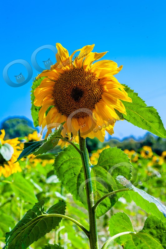 Sunflower-161 - Plants and trees