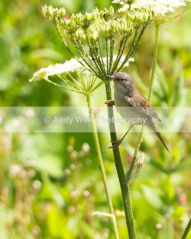 20110702-IMG_6181 - Whitethroat