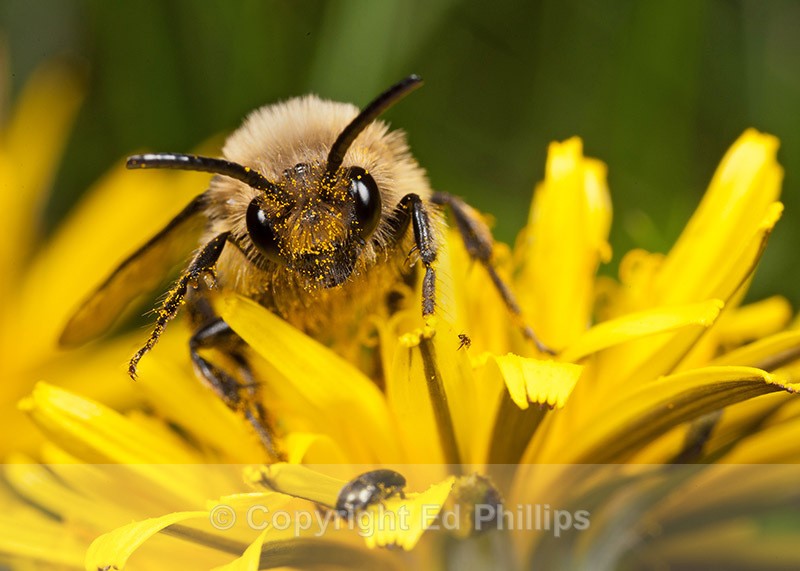 Melecta albifrons - Melecta albifrons