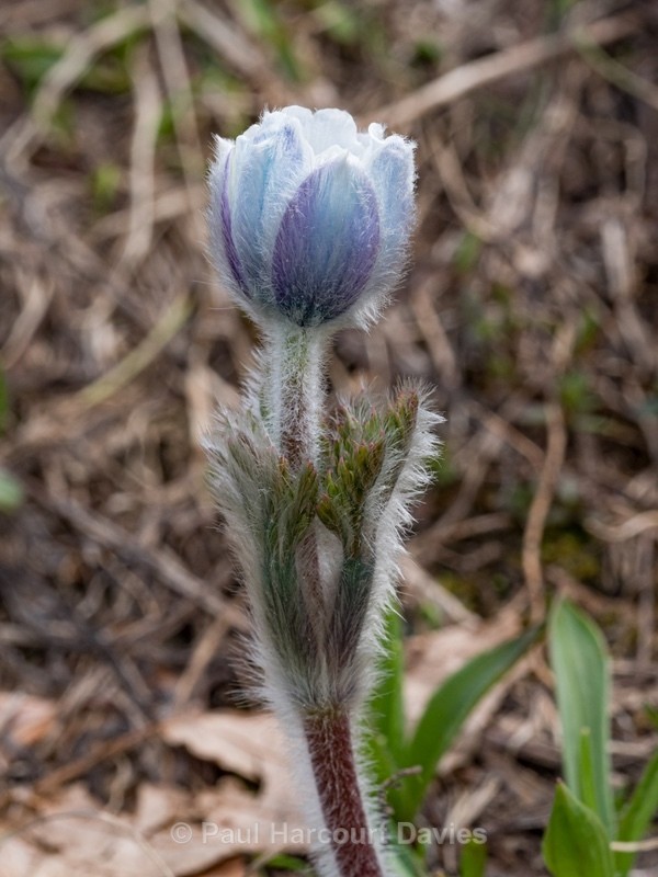 Alpine Pasque flower (Pulsatilla alpina subsp millefoliata) - Gargano - Wild Flowers