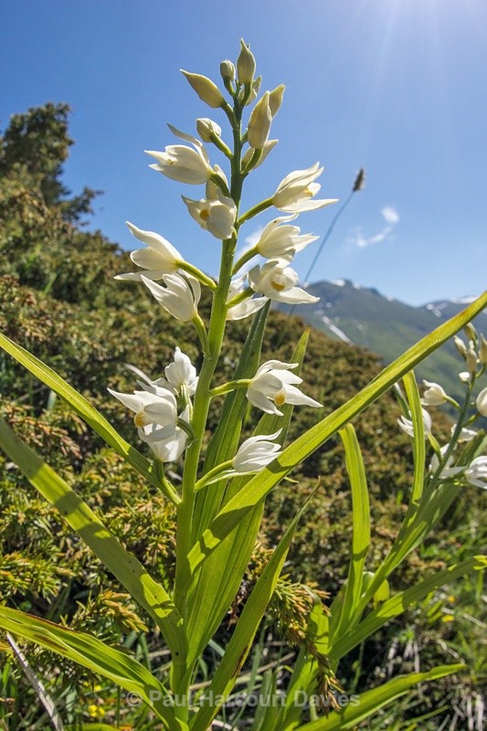 - Plants: wide-angle