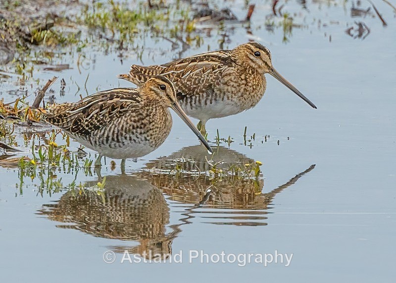 Astland Photography, Bird and Wildlife Images, Susan and Peter Wilson, U.K.