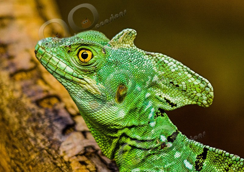 plumed basilisk Basiliscus plumifrons-12 - Pet Photography