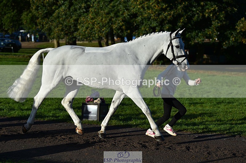 231022-092114-21723 - 653-GREYΓÇÖS.VILLAGE.MELODY-Annabel.Ridgway-TrotUp+SJ