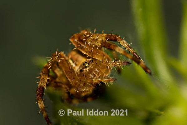 Spike - Macro