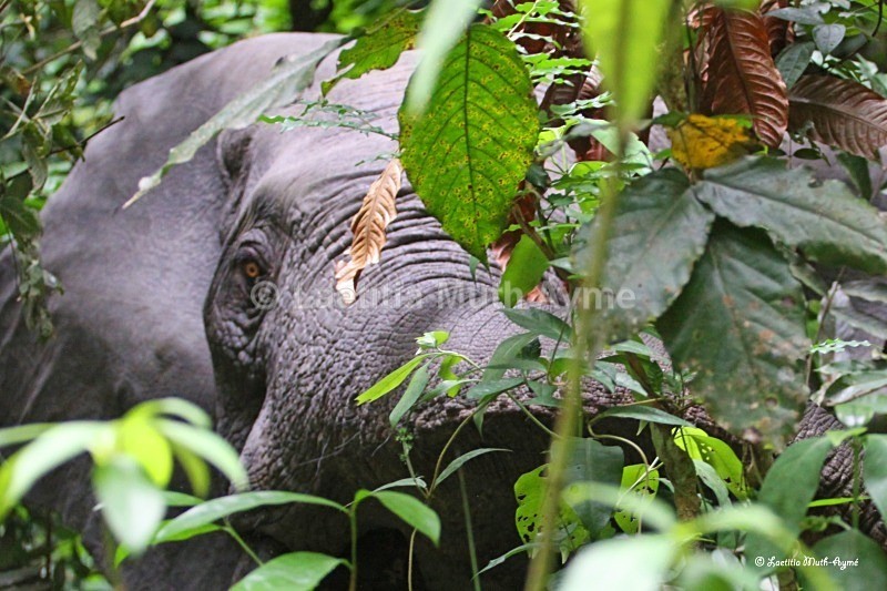 IMG_0958 La Lopé, Gabon - Elephants