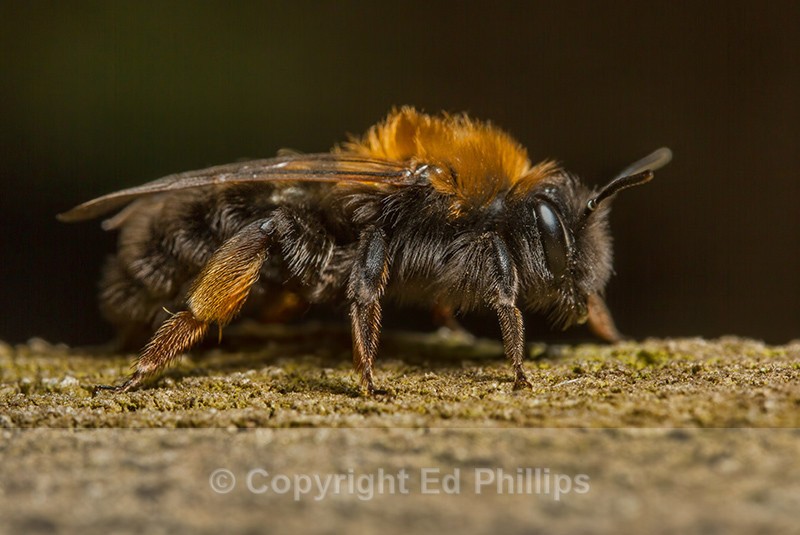 Andrena clarkella (f) - Andrena clarkella