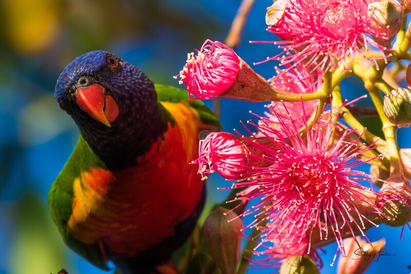 Lorikeet in Gum Tree 5 - Lorikeets