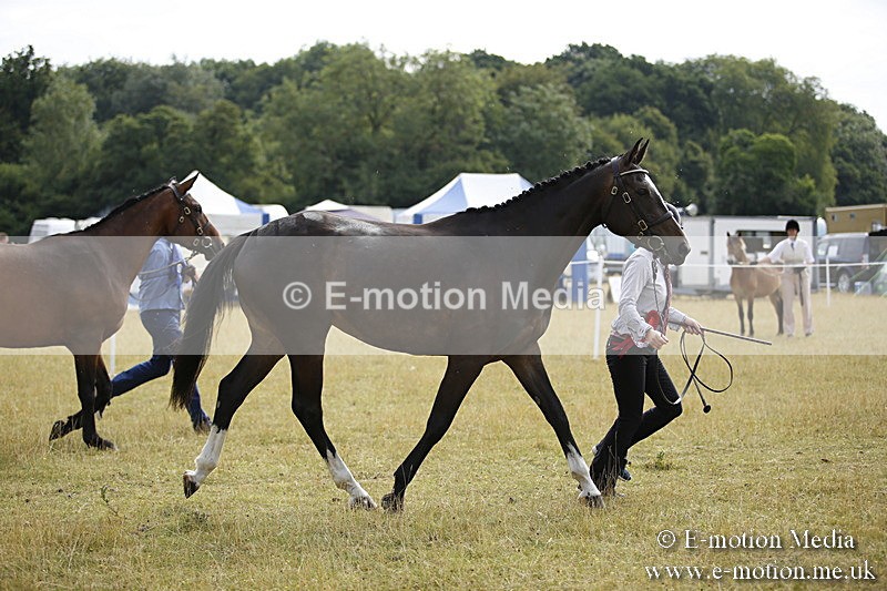 _C7A9157 - BVRC Sow 2018 Ring 2