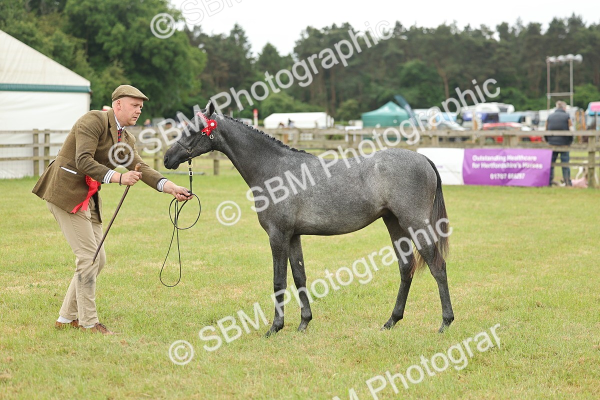 SBM_05381 - Class 68-73 - Riding Pony Breeding