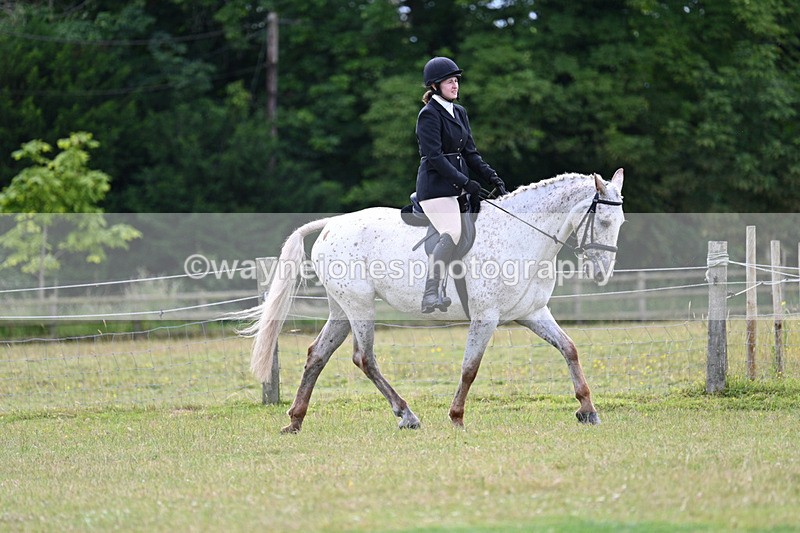 WJ7_8503 - Class 7  Riding Club Show Horse