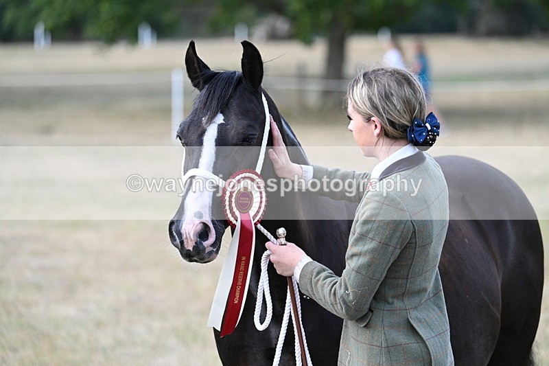 WJ7_8381 - In-hand Championship