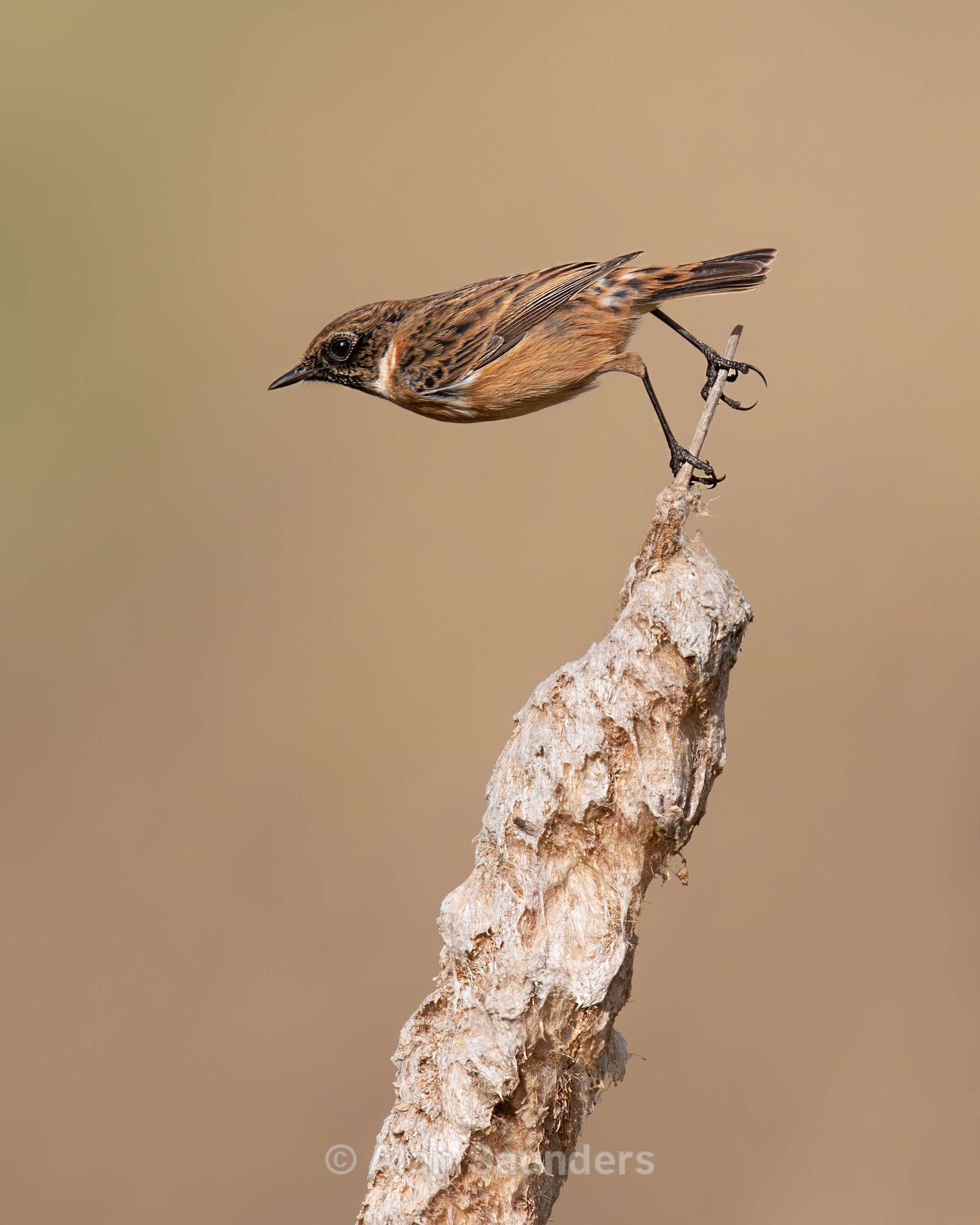 Stonechat 7
