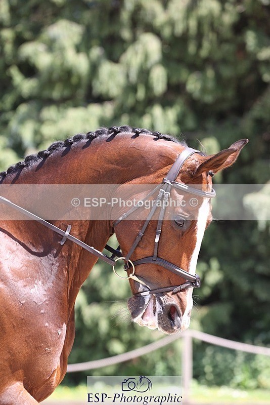 230526-134822-06397 - 368-COIRBAN_SARCO_DELUX-Rebecca_Gibbs-WEDTrotUp+DR