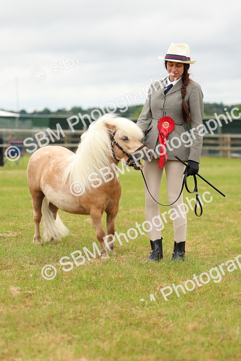 SBM_04487 - Class 64-67 - Shetland Pony In Hand