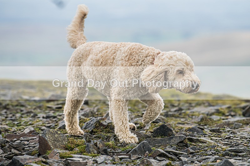 Old Crown Round-85 - The Old Crown Round Fell Race Saturday 6th September 2025