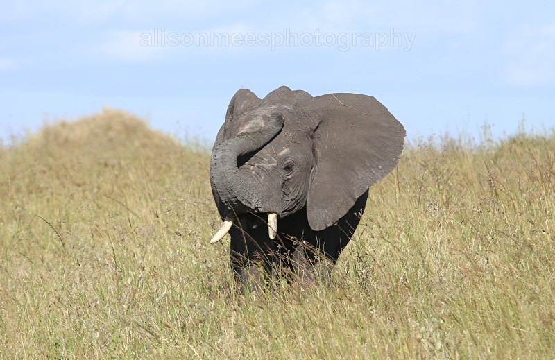  - African Safaris