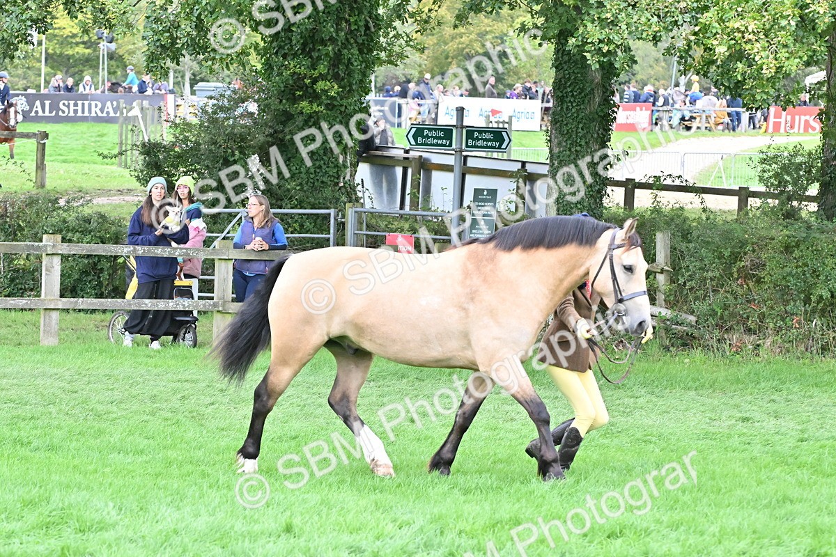 SBM_63234 - S49 - Mountain & Moorland In Hand Large Breeds