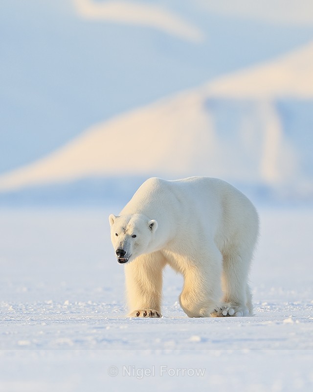 Male Polar Bear head-on, Svalbard, Norway - Polar Bear