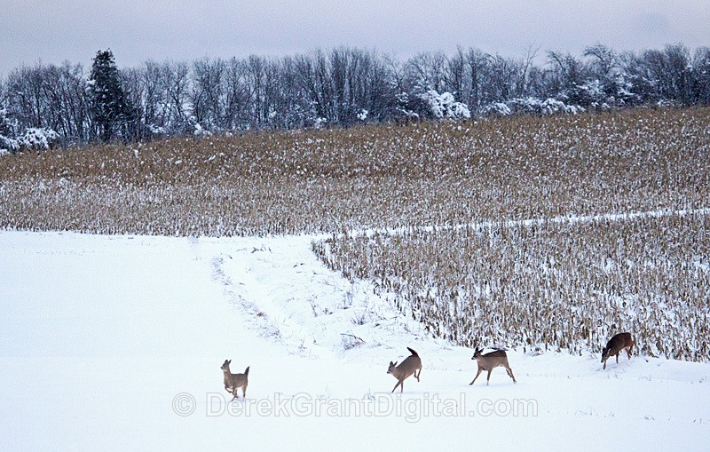 Dashing through the Snow - Winterscape