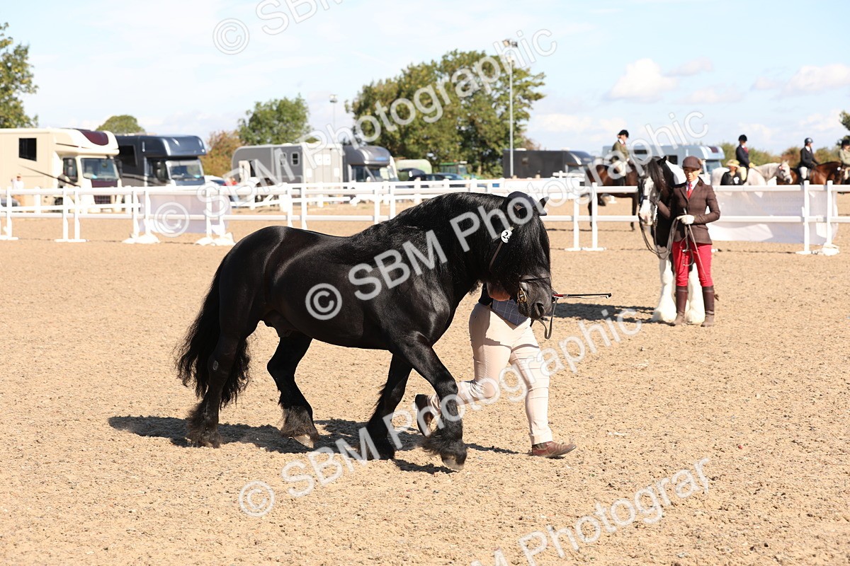 SBM_12922 - Class 206 - IH Non Show Type Pony