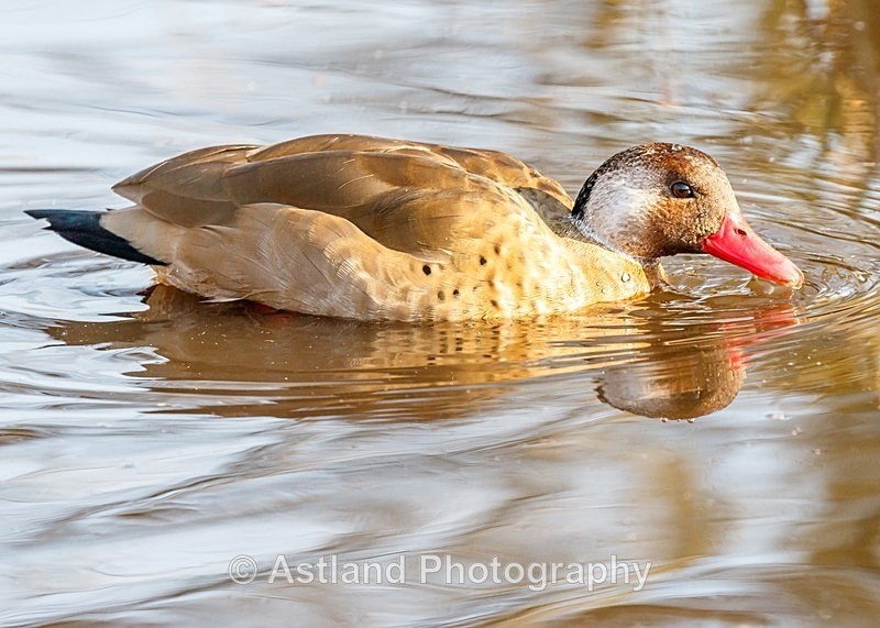 Astland Photography, Bird and Wildlife Images, Susan and Peter Wilson, U.K.