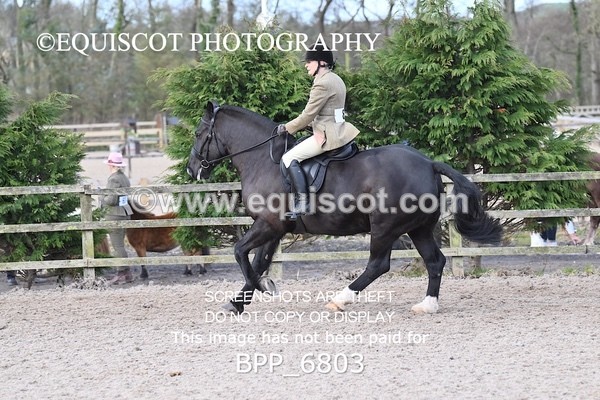 BPP_6803 - RING 1  (RIDDEN HORSES / IN HAND / VETERAN ETC)