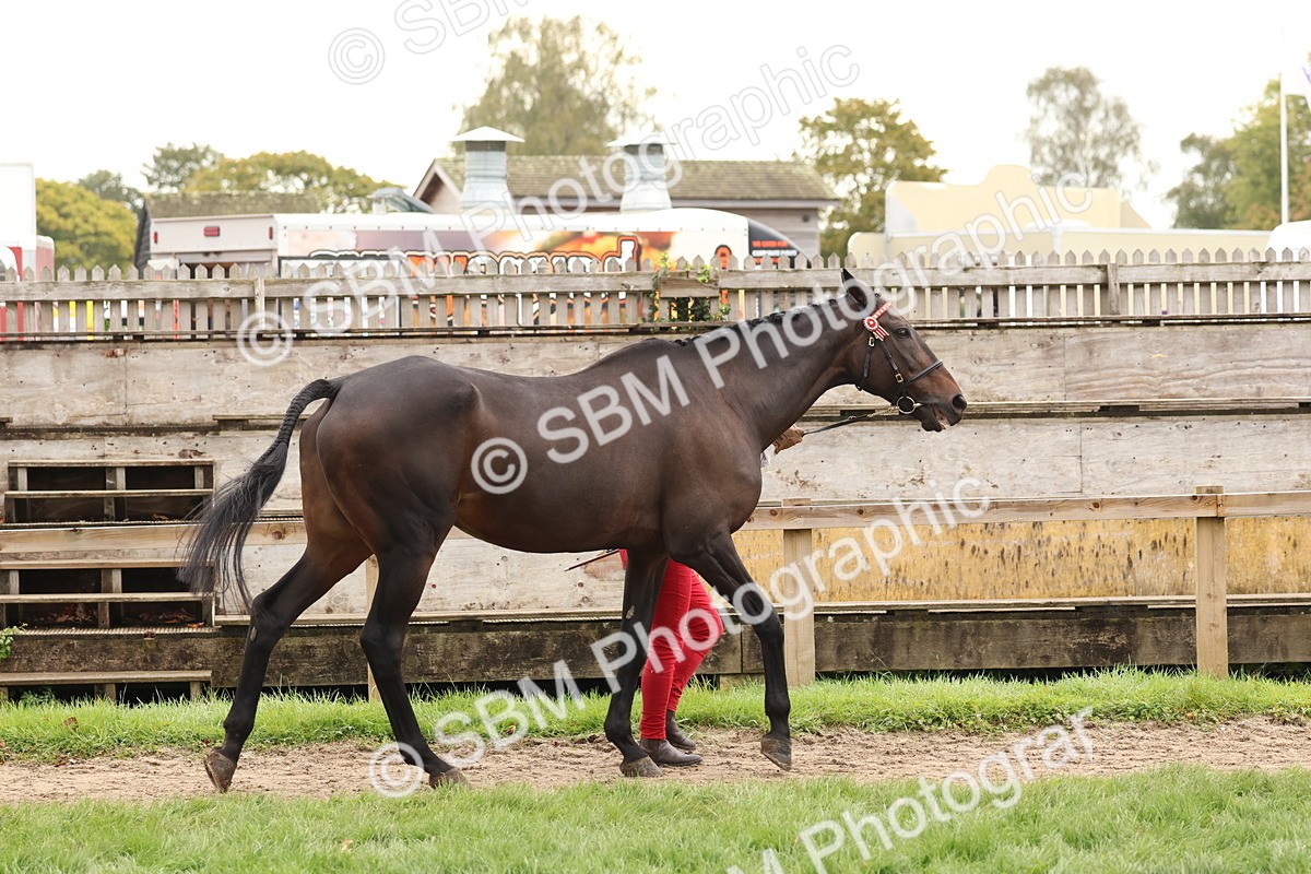 SBM_59832 - S36 - Rehabiliated Rescue Horse & Pony In Hand & Ridden