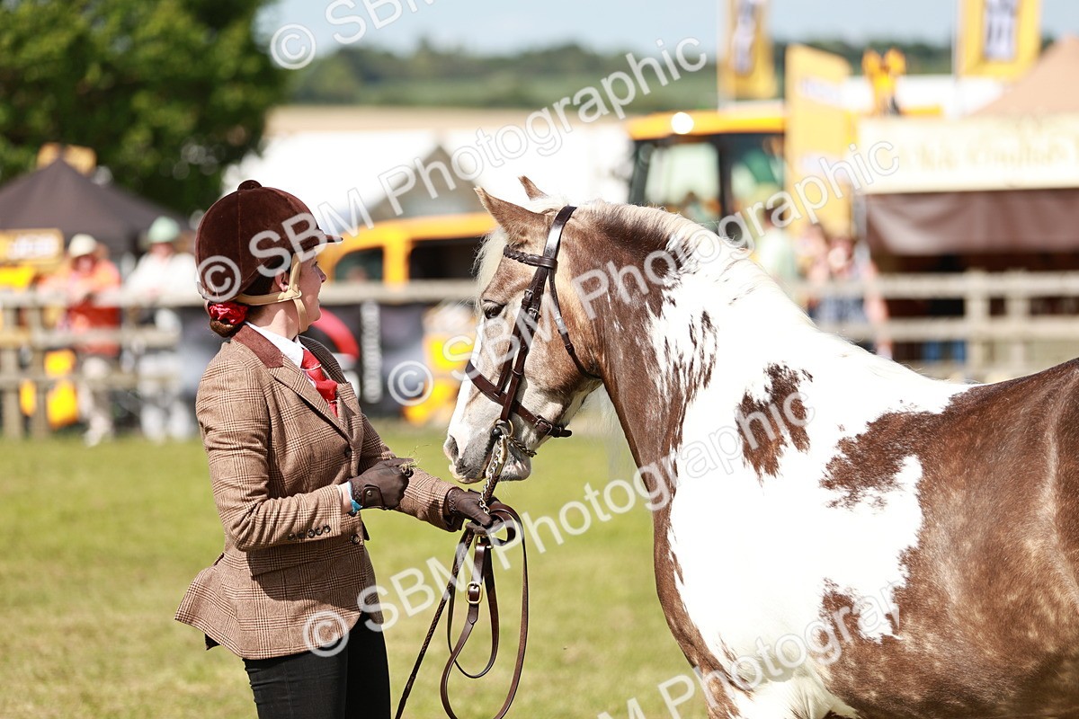 SBM_08837 - Class 63-65 - Traditional Gypsy Cobs In Hand & Ridden