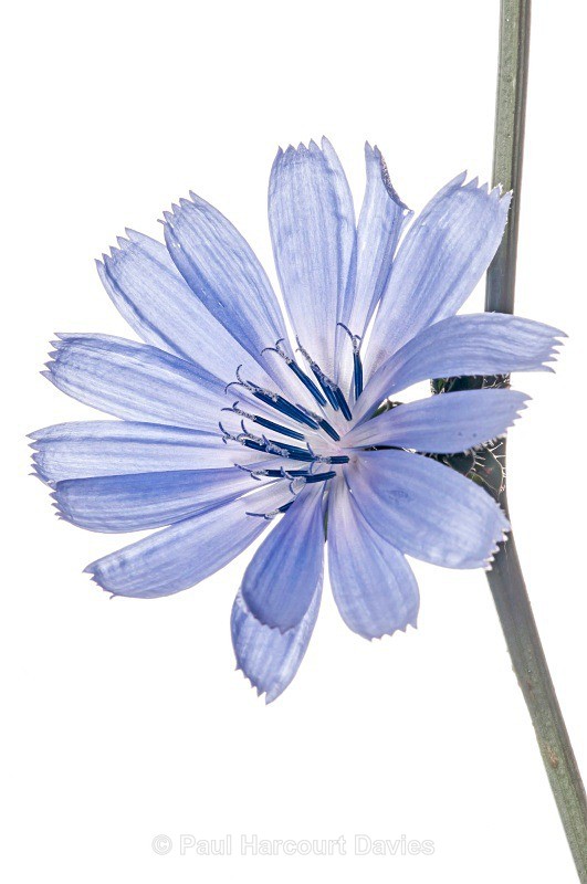 Chicory (Cichorium intybus) - Plants - WB