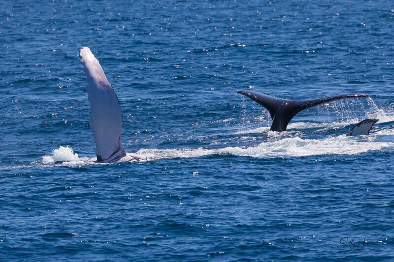 Whales Lolling 2 0A3A4775 - Humpback Whales