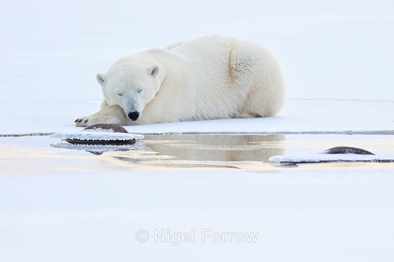 Sleepy Polar Bear on ice, Churchill, Canada - Polar Bear
