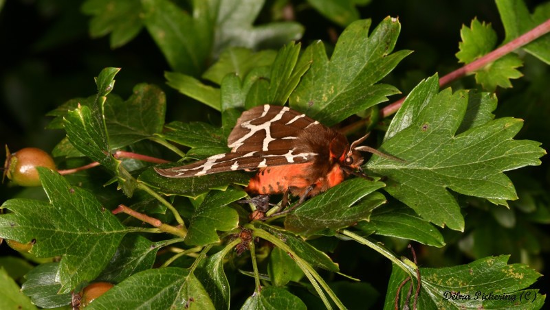 Garden Tiger Moth - Macro