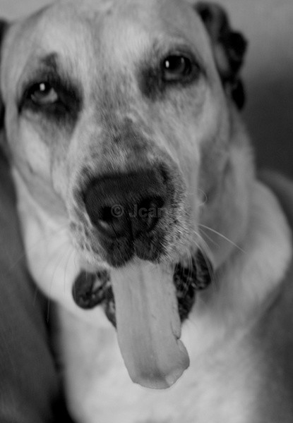 Yawn - Lara Rara