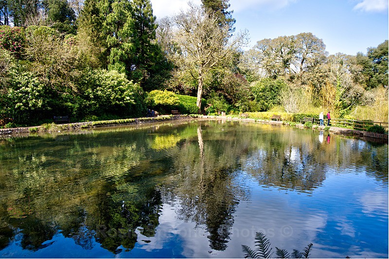 Lake Reflections - Cockington