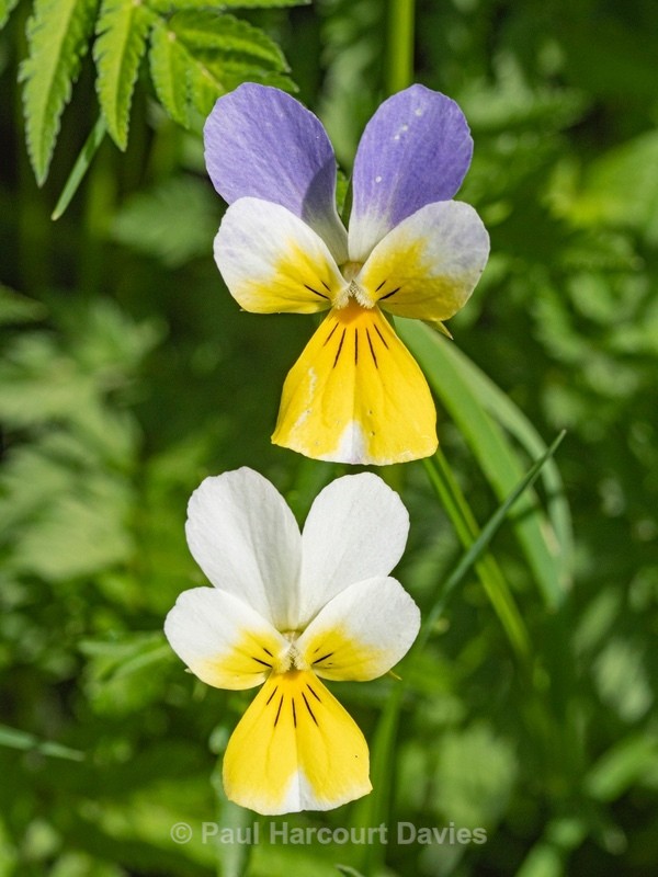 Heartsease (Viola tricolor ssp. subalpina)  - Wild Flowers