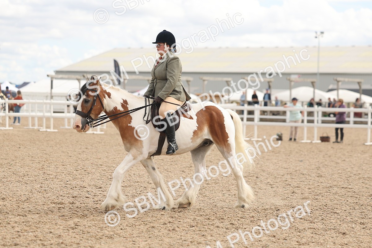 SBM_14761 - Class 308 - Ridden Coloured Horse