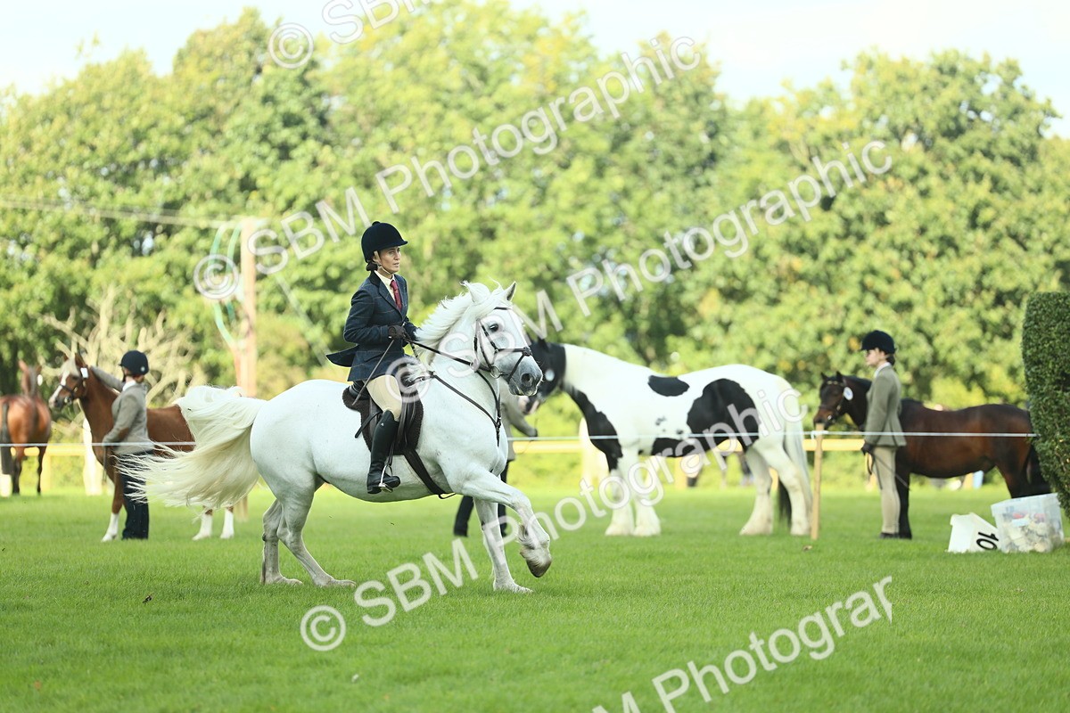 SBM_42915 - S30 - M&M Working hunter Pony
