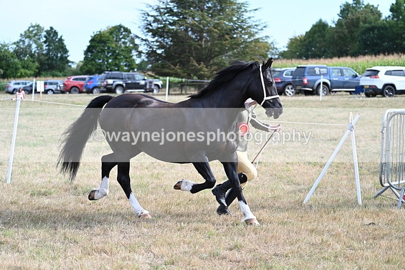 WJ7_8218 - In-hand Championship
