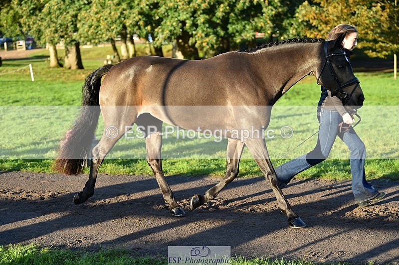 231022-090130-21513 - 629-DP.UK.DUN.SURPRISE-Isla.Kitson-TrotUp+SJ