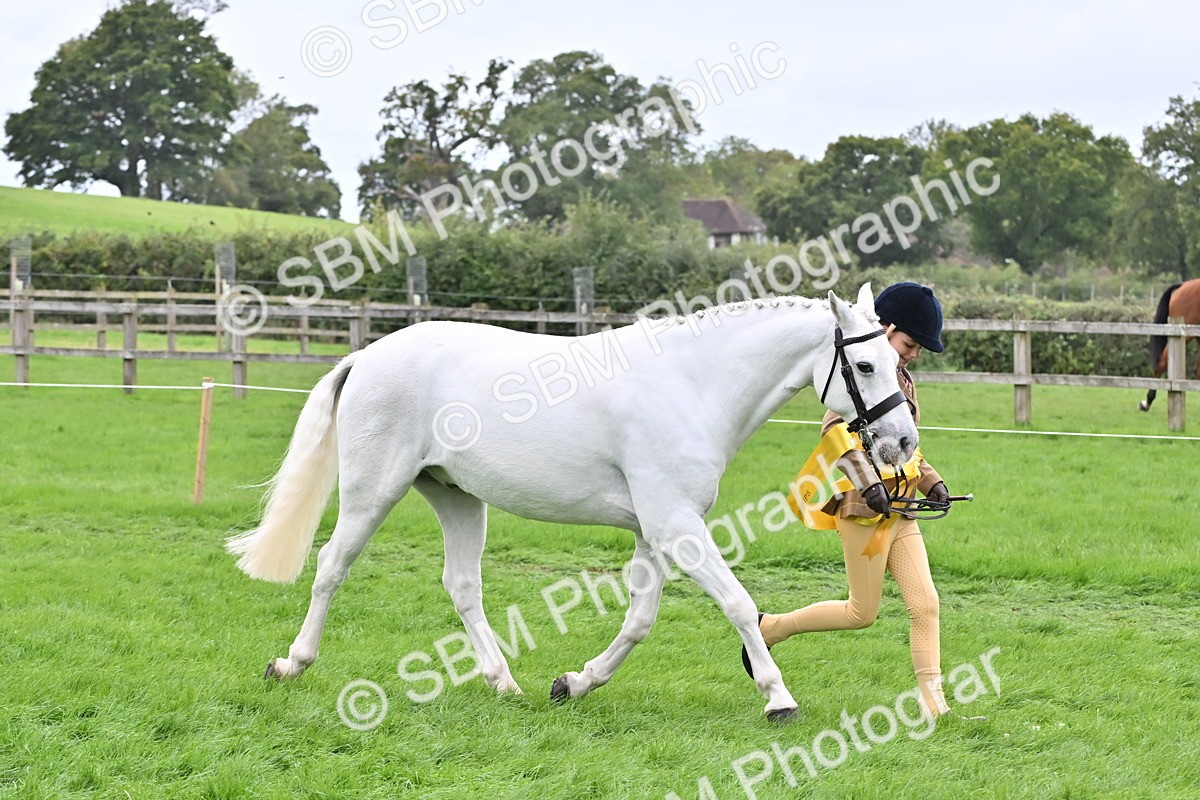SBM_64967 - S50 - Show Pony & Show Hunter Pony In Hand